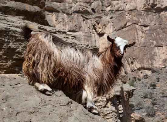 oman hiking